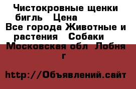 Чистокровные щенки бигль › Цена ­ 15 000 - Все города Животные и растения » Собаки   . Московская обл.,Лобня г.